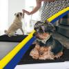 imageMuddy Mat 2Piece Atlantic Blue Medium 30quotX19quot ASSEENONTV Highly Absorbent Microfiber Door Mat Bath Mat and Pet Rug Non Slip Thick Washable Soft Chenille for Kitchen Bedroom Indoor and OutdoorBlack