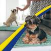 imageMuddy Mat 2Piece Atlantic Blue Medium 30quotX19quot ASSEENONTV Highly Absorbent Microfiber Door Mat Bath Mat and Pet Rug Non Slip Thick Washable Soft Chenille for Kitchen Bedroom Indoor and OutdoorSeafoam Green