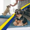 imageMuddy Mat 2Piece Atlantic Blue Medium 30quotX19quot ASSEENONTV Highly Absorbent Microfiber Door Mat Bath Mat and Pet Rug Non Slip Thick Washable Soft Chenille for Kitchen Bedroom Indoor and OutdoorAtlantic Blue