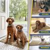 imageMuddy Mat 2Piece Set ASSEENONTV Highly Absorbent Microfiber Door Mat and Pet Rug Non Slip Thick Washable Area Mat Soft Chenille for Kitchen Bathroom Bedroom and Outdoor  Grey Small ampamp Medium