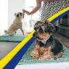 imageMuddy Mat 2Piece Set Highly Absorbent Microfiber Dog Door Mat and Pet Rug Non Slip Thick Washable Area Mat Soft Chenille for Kitchen Bathroom Bedroom and Outdoor Seafoam Green Small ampamp Medium