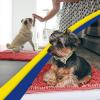 imageMuddy Mat 4Piece Atlantic Blue Medium 30quotX19quot ASSEENONTV Highly Absorbent Microfiber Door Mat Bath Mat and Pet Rug Non Slip Thick Washable Soft Chenille for Kitchen Bedroom Indoor and OutdoorRed