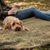 imageMuddy Mat Dog Blanket  Chenille Water Absorption Blanket for Bed ampamp Couch Cover for Dogs Washable AntiSlip Soft and Durable Furniture Protector for Dogs  Grey 48quotx56quotBeige