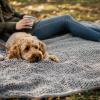 imageMuddy Mat Dog Blanket  Chenille Water Absorption Blanket for Bed ampamp Couch Cover for Dogs Washable AntiSlip Soft and Durable Furniture Protector for Dogs  Grey 48quotx56quotGrey