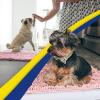 imageMuddy Mat Pack of 5 Absorbent Microfiber Door Mat and Pet Rug Non Slip Thick Washable Area and Bath Mat Soft Chenille for Kitchen Bathroom Bedroom Indoor and Outdoor  Light Pink Sizes S to XXL