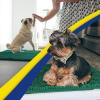 imageMuddy Mat Pack of 5 Absorbent Microfiber Door Mat and Pet Rug Non Slip Thick Washable Area and Bath Mat Soft Chenille for Kitchen Bathroom Bedroom Indoor and Outdoor  Dark Green Sizes S to XXL
