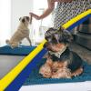 imageMuddy Mat Pack of 5 Absorbent Microfiber Door Mat and Pet Rug Non Slip Thick Washable Area and Bath Mat Soft Chenille for Kitchen Bathroom Bedroom Indoor and Outdoor  Atlantic Blue Sizes S to XXL